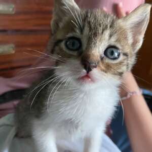 Tigro dolc gattino in adozione