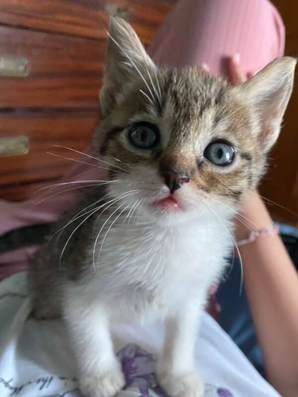 Tigro dolc gattino in adozione