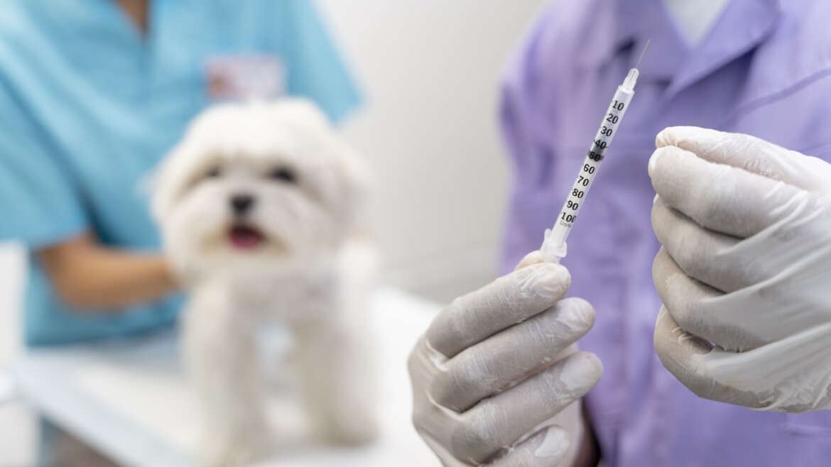 I nostri cani vanno vaccinati ogni anno?
