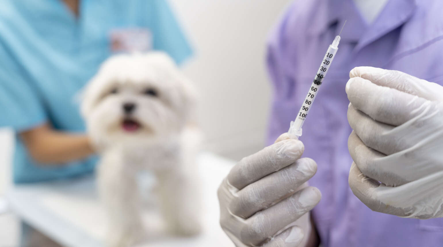 I nostri cani vanno vaccinati ogni anno? 1 I nostri cani vanno vaccinati ogni anno?