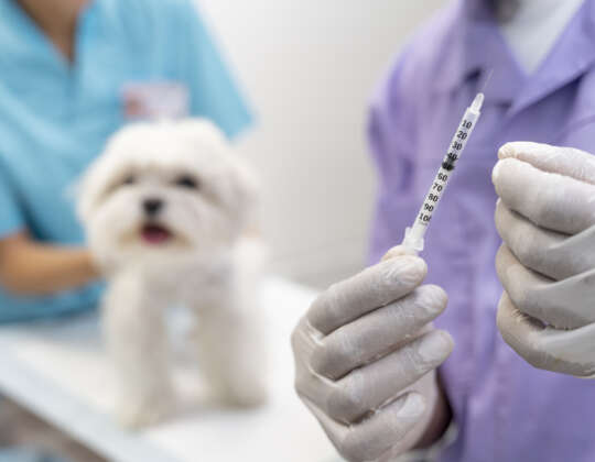I nostri cani vanno vaccinati ogni anno? 2 I nostri cani vanno vaccinati ogni anno?