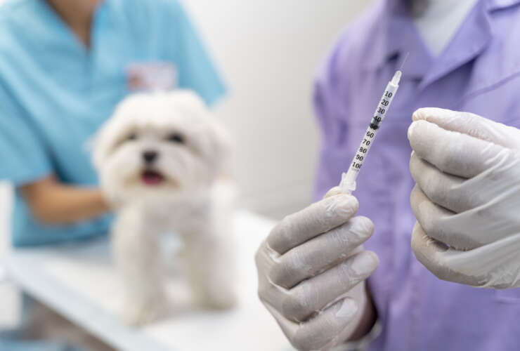 I nostri cani vanno vaccinati ogni anno?