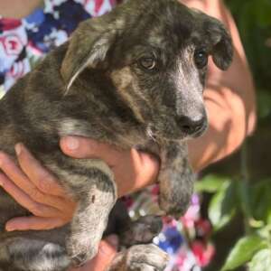 cane cucciolo 4 mesi dolce cerca adozione