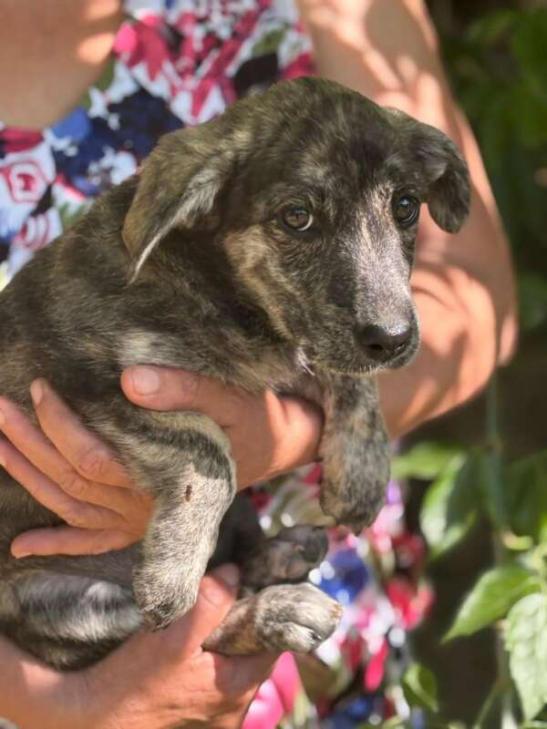 cane cucciolo 4 mesi dolce cerca adozione