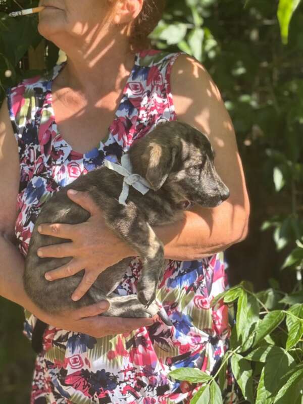 cane cucciolo 4 mesi dolce cerca adozione