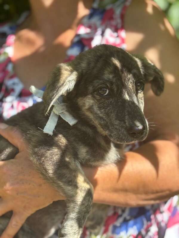 cane cucciolo 4 mesi dolce cerca adozione