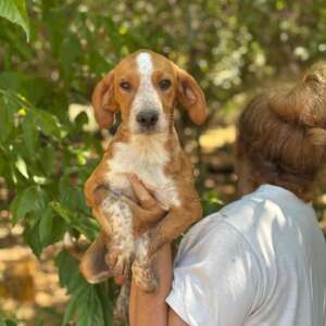 cucciolo mix beagle adozione Latina