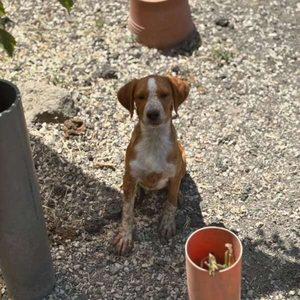 cucciolo mix beagle adozione Latina