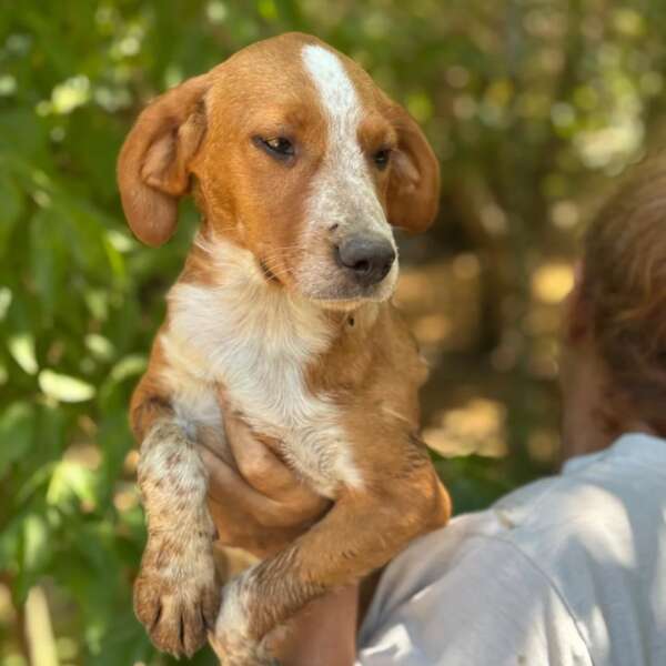 cucciolo mix beagle adozione Latina