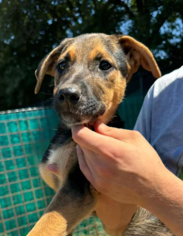 cher cucciola 3 mesi taglia media in adozione Latina