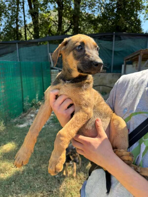 CUCCIOLA 3 MESI TAGLIA MEDIA CERCA ADOZIONE