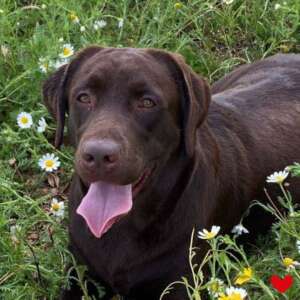 cane labrador adozione Latina