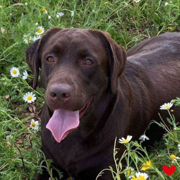 cane labrador adozione Latina