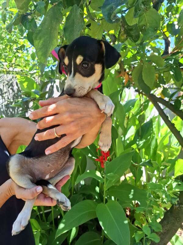 pepsi cucciola cane 3 mesi taglia piccola dolce musino