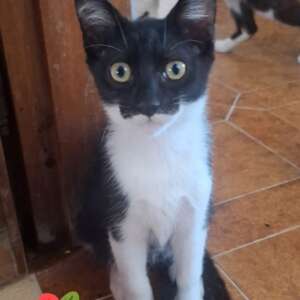 gattino musino batman cerca casa adozione latina