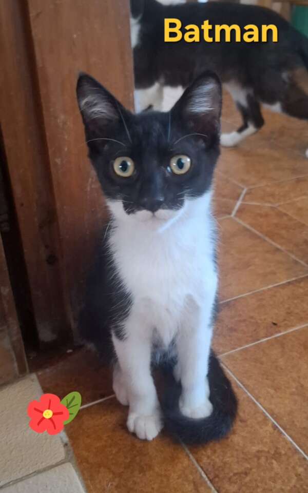 gattino musino batman cerca casa adozione latina