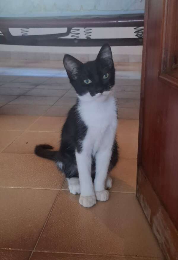 gattino musino batman cerca casa adozione latina