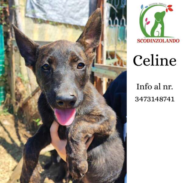 celine cucciola adozione associazione scodinzolando maenza