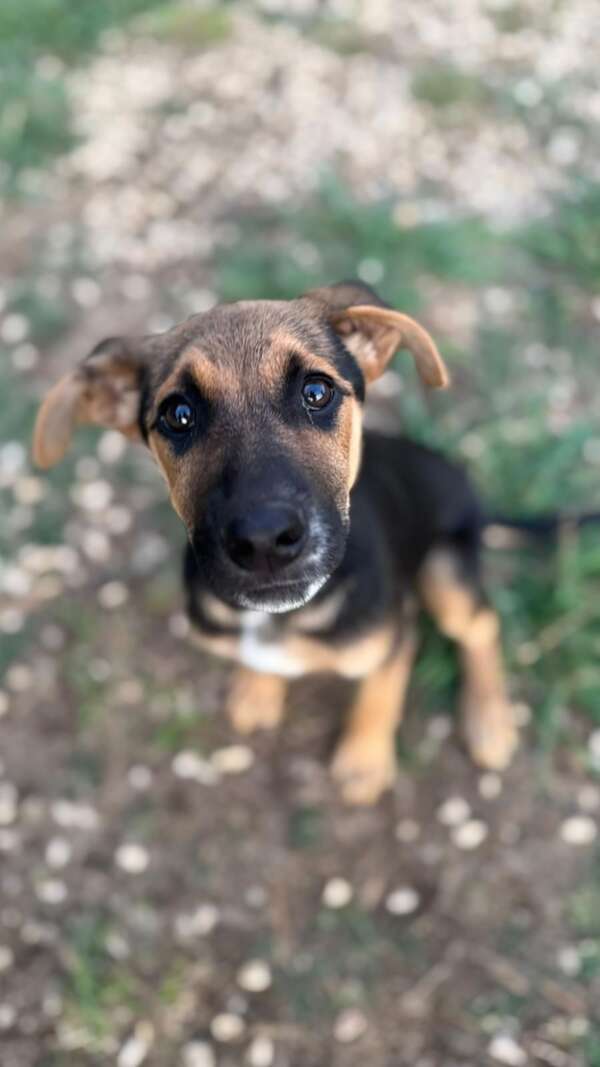 cucciola taglia media cerca casa adozione maenza
