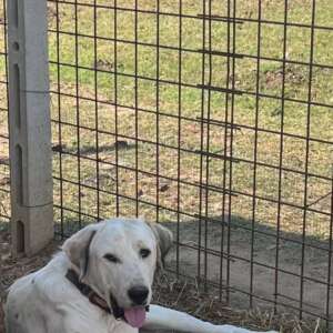 adozione cane latina dante