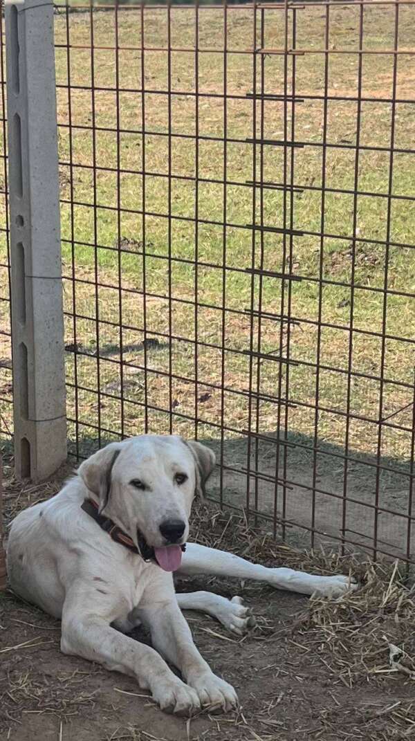 adozione cane latina dante