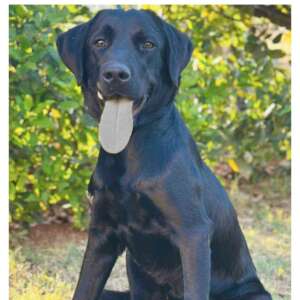 cane labrador maschio 1 anno in adozione
