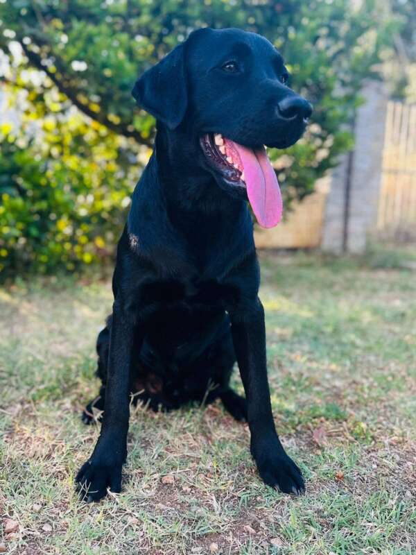 cane labrador maschio 1 anno in adozione