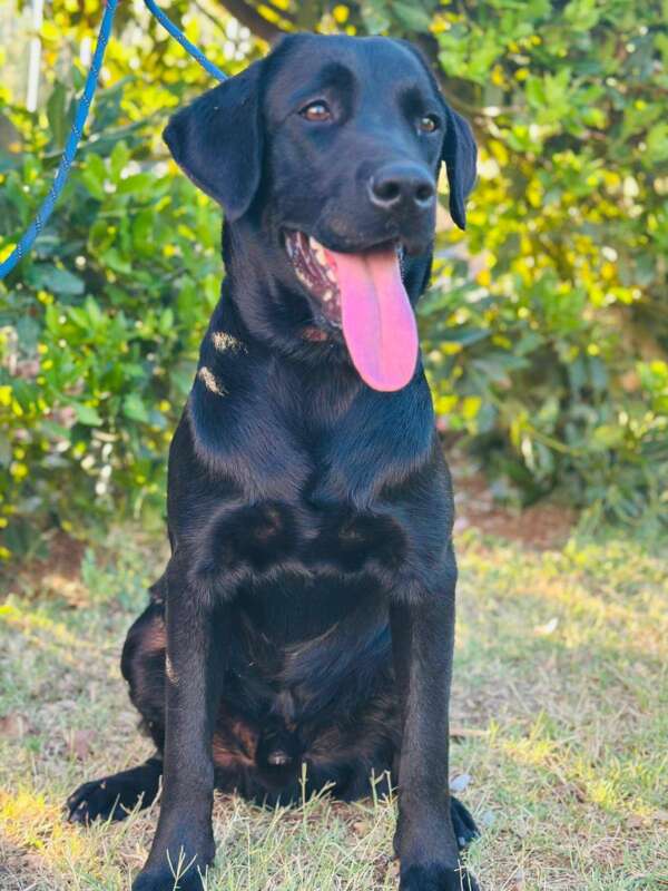 cane labrador maschio 1 anno in adozione