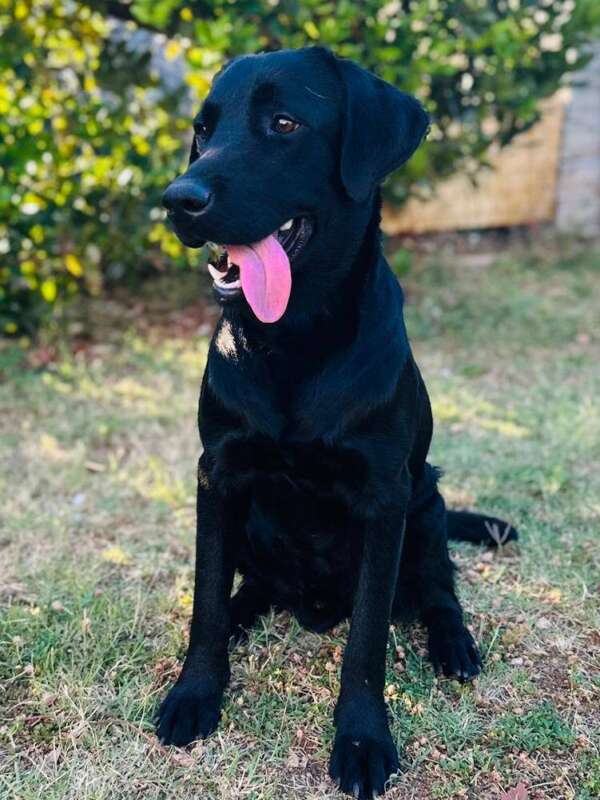 cane labrador maschio 1 anno in adozione