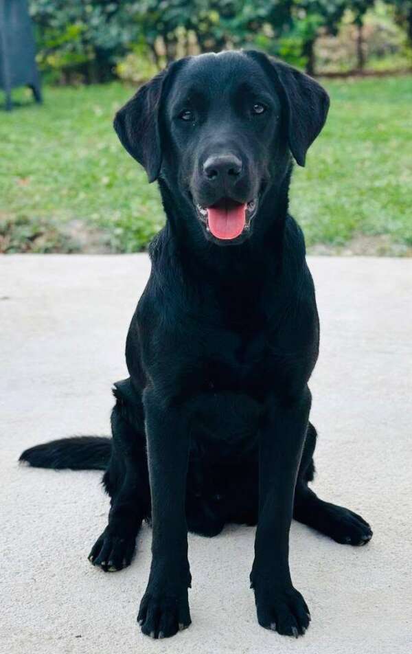 cane labrador maschio 1 anno in adozione
