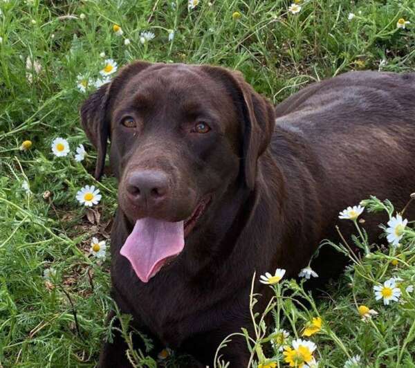 cane labrador adozione latina
