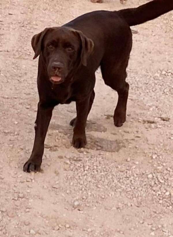 cane labrador adozione latina