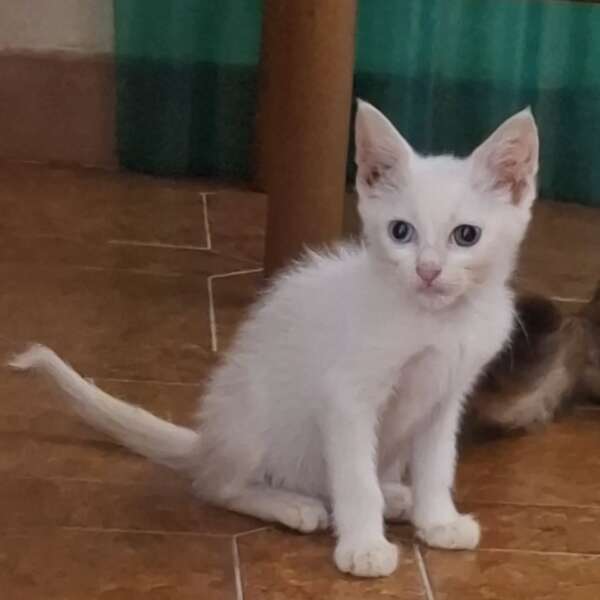 neve gattino bianco 2 mesi cerca casa adozione