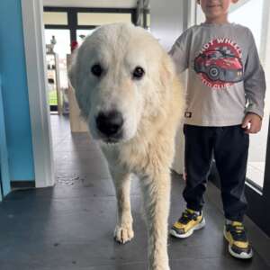 blanco adozione cane maremmano forlì