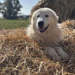 blanco adozione cucciolone cane pastore maremmano Latina