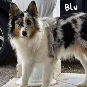 blu-adozione-LATINA-australian-sheperd