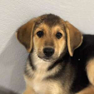 mara adozione cane cucciolo femmina taglia media