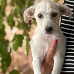 cucciola taglia media femmina 3 mesi adozione cane Latina