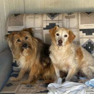 luna e toby cani buoni dolci affettuosi cercano adozione