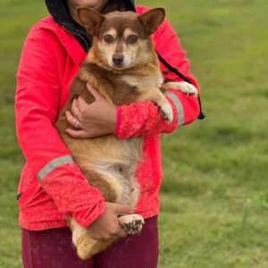 Fiore corgi chihuhua adozione Latina cane femmina taglia piccola