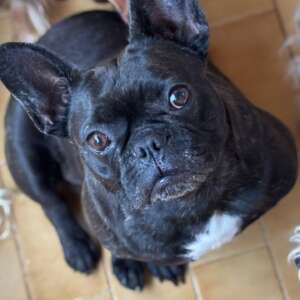 bulldog francese adozione Latina