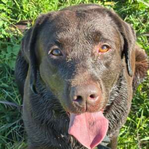 ZELDA ADOZIONE LATINA LABRADOR