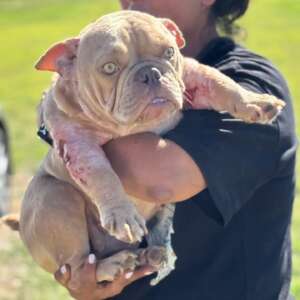 american-bully-pocket-adozione-Latina