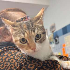 cleopatra gattina adozione latina