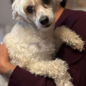 chinese crested dog pedigree adozione Latina
