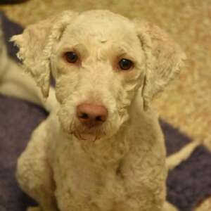 tony Lagotto Romagnolo pedigree adozione cane Latina