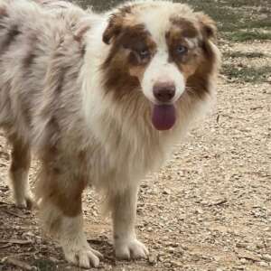 ade-pastore-australiano-adozione-cane-Latina