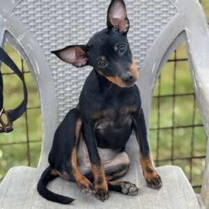 Chiara adozione pinscher cane femmina taglia piccola Latina cucciolo