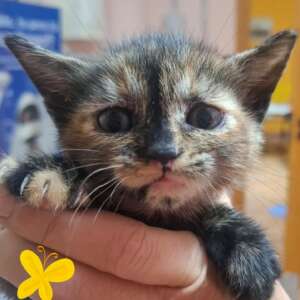 Lilly adozione gattino cucciolo Latina