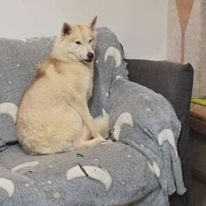 Luna cane husky adottato oltre i confini di specie Latina
